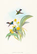 Damophila amabilis - John Gould — vista de la obra