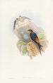 Golondrina de la mezquita dorada - John Gould — vista de la obra