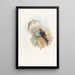Golondrina de la mezquita dorada - John Gould — cuadro enmarcado en la pared