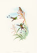 Discura longicauda - John Gould — vista de la obra