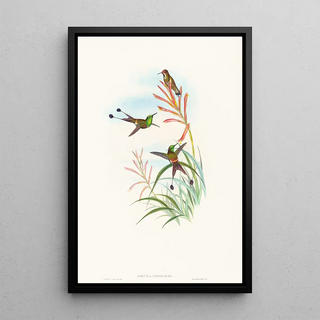 John Gould - Discura longicauda.webp