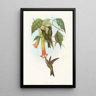 John Gould - Docimastes ensiferus.webp