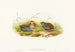 Excalftoria minima - John Gould — artwork view