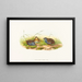 Excalftoria minima - John Gould — framed artwork on a wall