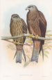 Milan de Govinda - John Gould — vista de la obra