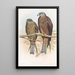 Milan de Govinda - John Gould — cuadro enmarcado en la pared