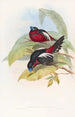 Eurylaime à gros bec - John Gould — vista de la obra