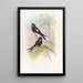 Hemiprocné con capucha - John Gould — cuadro enmarcado en la pared