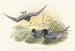 Hydrochelidon nigra - John Gould — vista de la obra