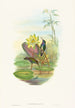 Hylocharis lactea - John Gould — vista de la obra