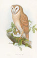 Petit-duc indien - John Gould — vista de la obra