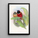 Trogon Kasumba - John Gould — cuadro enmarcado en la pared