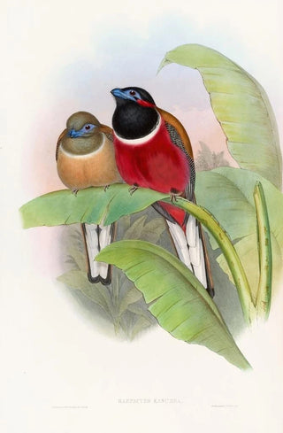 John Gould - Kasumba Trogon.webp