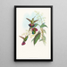 Lampornis prevosti - John Gould — cuadro enmarcado en la pared