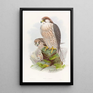 John Gould - Lanner Falcon.webp