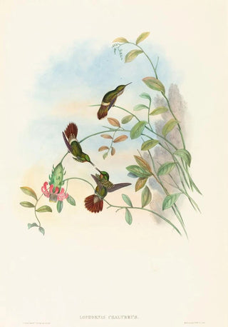 John Gould - Lophornis chalybeus.webp