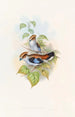 Eurylaime luné - John Gould — vista de la obra