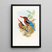Martin-pêcheur de Manille - John Gould — cuadro enmarcado en la pared
