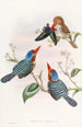 Martín-pájaro multicolor - John Gould — vista de la obra