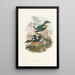 Monografía de los Pittidae Pl01 - John Gould — cuadro enmarcado en la pared