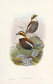Monografía de los Pittidae Pl03 - John Gould — vista de la obra