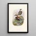 Monografía de los Pittidae Pl03 - John Gould — cuadro enmarcado en la pared
