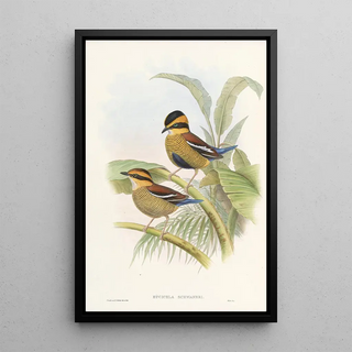 John Gould - Monograph of the Pittidae Pl04.webp