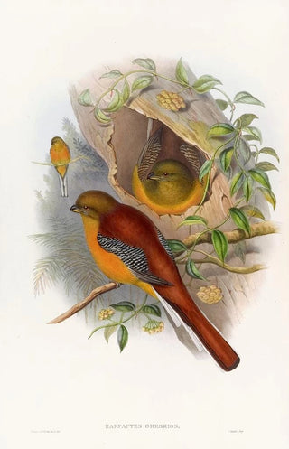 John Gould - Mountain Trogon.webp