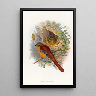 John Gould - Mountain Trogon.webp