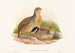 Perdix barbata - John Gould — vista de la obra
