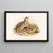 Perdix barbata - John Gould — cuadro enmarcado en la pared