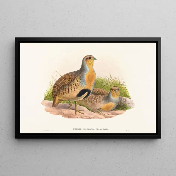 Perdix barbata - John Gould — cuadro enmarcado en la pared