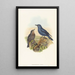 Petrocossyphus cyanus - John Gould — cuadro enmarcado en la pared