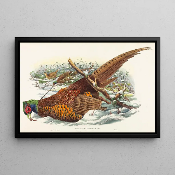 Phasianus colchicus - John Gould — cuadro enmarcado en la pared