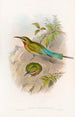 Guêpier de Filipinas - John Gould — vista de la obra