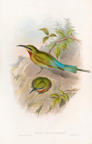 John Gould - Philippine Beeeater.webp
