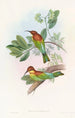 Guêpier Pirik - John Gould — vista de la obra