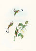 Spathura a patas rojizas - John Gould — vista de la obra