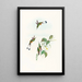 Spathura a patas rojizas - John Gould — cuadro enmarcado en la pared