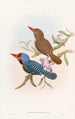 Martin-pêcheur de Tenasserim - John Gould — vista de la obra