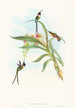Tharmastura enicura - John Gould — vista de la obra
