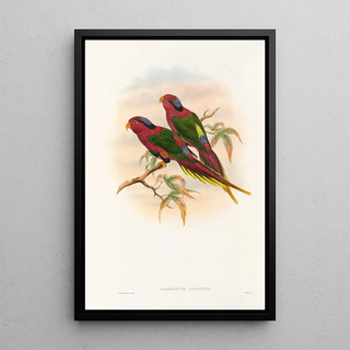 John Gould - The Birds of New Guinea and the adjacent Papuan islands Pl12.webp