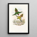 Los Pájaros de Nueva Guinea y de las islas Papuas adyacentes Pl16 - John Gould — cuadro enmarcado en la pared