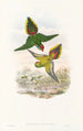 Los Pájaros de Nueva Guinea y de las islas Papuas adyacentes Pl16 - John Gould — vista de la obra
