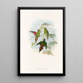 John Gould - The Birds of New Guinea and the adjacent Papuan islands Pl19.webp