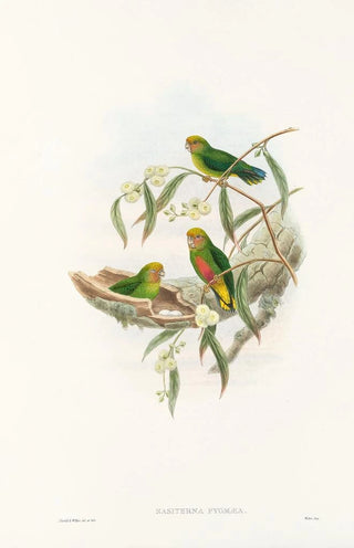 John Gould - The Birds of New Guinea and the adjacent Papuan islands Pl21.webp