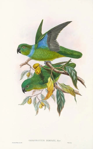John Gould - The Birds of New Guinea and the adjacent Papuan islands Pl29.webp