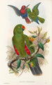 Los pájaros de Nueva Guinea y las islas Papúas adyacentes Pl31 - John Gould — vista de la obra