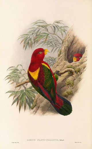 John Gould - The Birds of New Guinea and the adjacent Papuan islands Pl36.webp