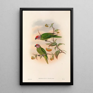 John Gould - The Birds of New Guinea and the adjacent Papuan islands Pl41.webp